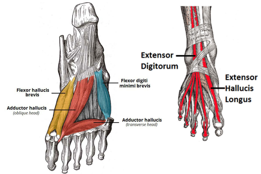 Strash Foot & Ankle Care 